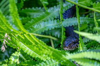 Banded Watersnake