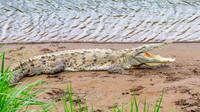 American Crocodile
