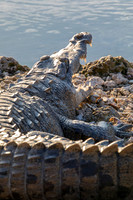 American Crocodile Tail
