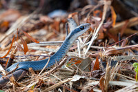 Black Racer