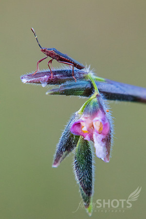 Squash Bug and Fire Flag