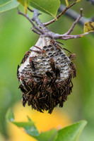 Wasp Nest