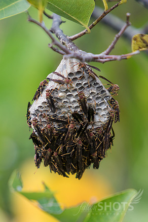 Wasp Nest