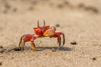 Ghost Crab