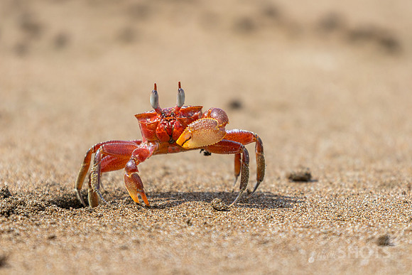 Ghost Crab