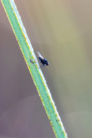 Sawgrass Fly