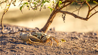 Land Crab