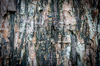 Regal Darner