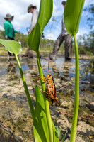 Eastern Lubber Grasshopper