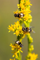 Wand Goldenrod and Flies