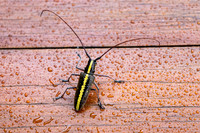 Longhorn Beetle
