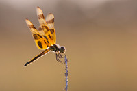 Halloween Pennant
